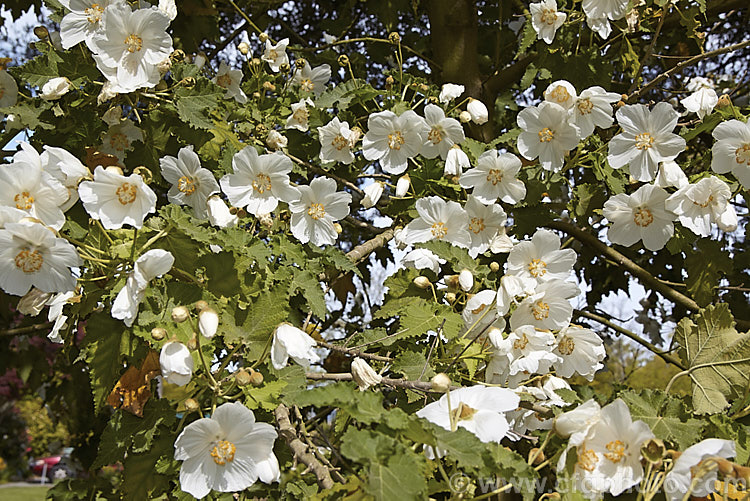 <i>Abutilon vitifolium</i> 'Album', the white-flowered form of this normally mauve-flowered Chilean shrub or small tree. It grows quickly but is inclined to be short-lived. Order: Malvales, Family: Malvaceae