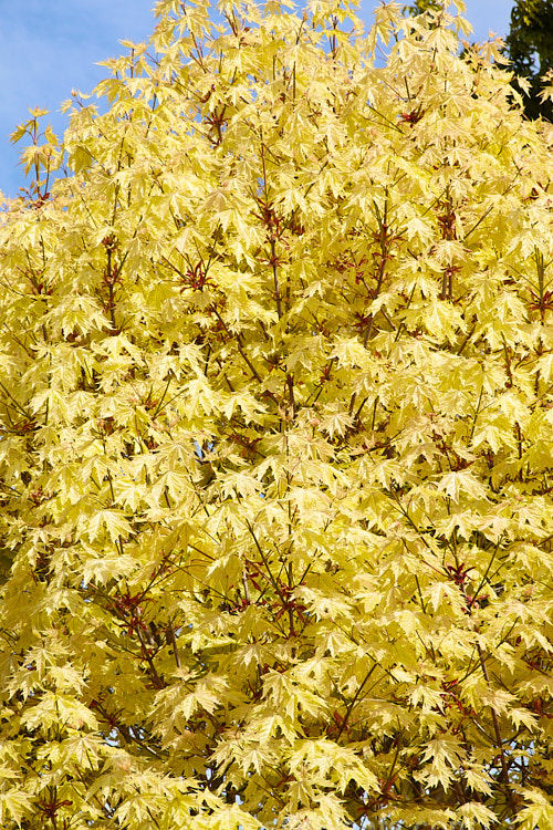 <i>Acer platanoides</i> 'Princeton Gold', an American-raised Norway Maple cultivar with bright yellow-green spring foliage that is light green by midsummer. It is very striking in mid spring when the foliage is fully expanded and the colour is at its most intense. Order Sapindales, Family: Sapindaceae