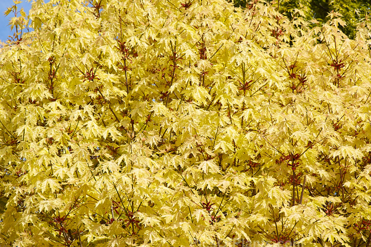 <i>Acer platanoides</i> 'Princeton Gold', an American-raised Norway Maple cultivar with bright yellow-green spring foliage that is light green by midsummer. It is very striking in mid spring when the foliage is fully expanded and the colour is at its most intense. Order Sapindales, Family: Sapindaceae