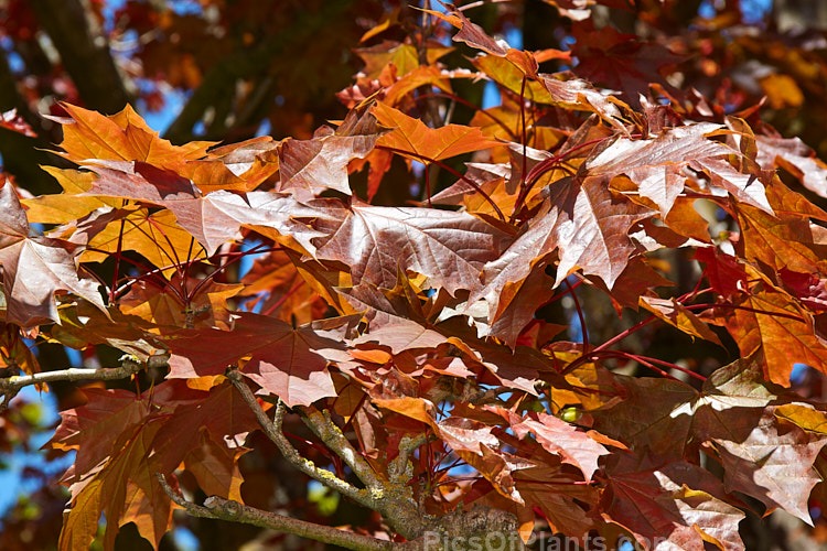 The spring foliage of <i>Acer platanoides</i> 'Schwedleri' (syn. <i>A. p</i>. var. <i>schwedleri</i>), a cultivar of the Norway Maple that has purple-bronze foliage with rolled under (revolute</i>) margins. Order Sapindales, Family: Sapindaceae