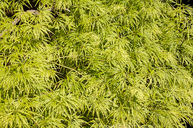 The spring foliage of <i>Acer palmatum</i> 'Dissectum Palmatifidium', a Japanese Maple cultivar with very fresh bright green foliage that develops rich gold and orange tones in autumn. The leaves are broad and very finely divided. Order Sapindales, Family: Sapindaceae