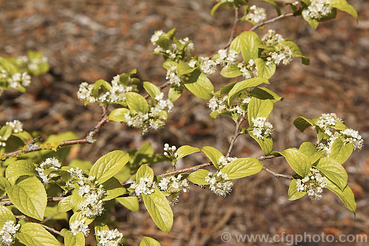 Symplocos chinensis var. leucocarpa forma pilosa, a Japanese subalpine form of a spring-flowering deciduous shrub native to China and Korea. The spring flowers are followed by small blue-black fruits. Extracts from the roots of the species have shown some potential as a cancer treatment.