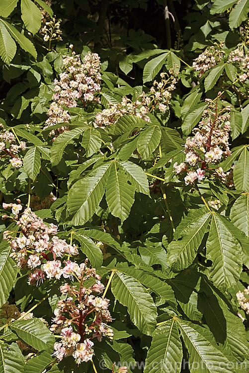 Aesculus hippocastanum 'Baumannii', a sterile, cream and pink double-flowered form of the common horse chestnut, a southern European spring-flowering deciduous tree. Order Sapindales, Family: Sapindaceae