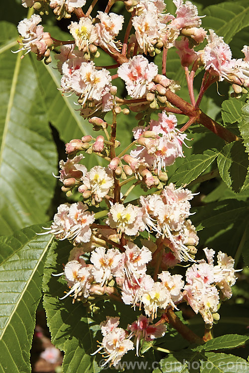 Aesculus hippocastanum 'Baumannii', a sterile, cream and pink double-flowered form of the common horse chestnut, a southern European spring-flowering deciduous tree. Order Sapindales, Family: Sapindaceae