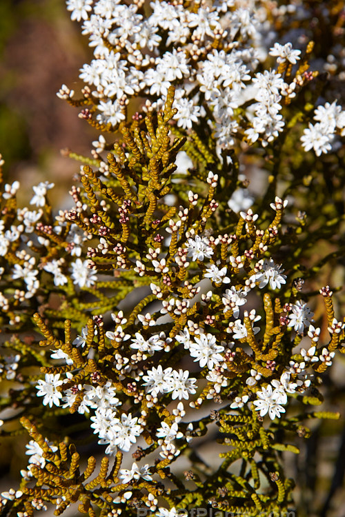 <i>Veronica ochracea</i> (syn. <i>Hebe ochracea</i>) 'James Stirling', a cultivar of an evergreen shrub native to the high-country areas of western Nelson in New Zealand's South Island 'James Stirling' has especially bright golden scaly-foliaged stems and produces heads of small white flowers in late spring. Order: Lamiales, Family: Plantaginaceae