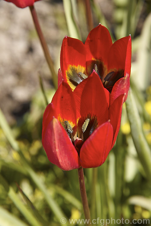 Tulipa linifolia, native to central Asia, northern Iran and Afghanistan, this tulip species is notable for its grassy foliage and small, intensely coloured flowers. Order: Liliales, Family: Liliaceae