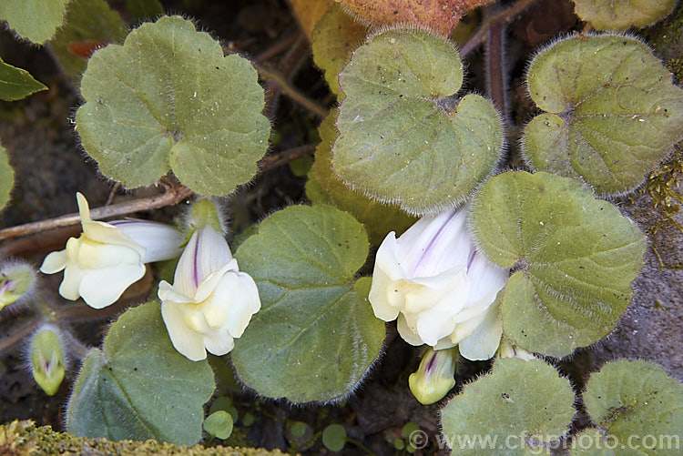 Asarina procumbens (syn. Antirrhinum asarina</i>), a low, spreading, spring-flowering perennial found in southern France and northeastern Spain. In cultivation it is usually grown in rockeries. asarina-2369htm'>Asarina. <a href='plantaginaceae-plant-family-photoshtml'>Plantaginaceae</a>.