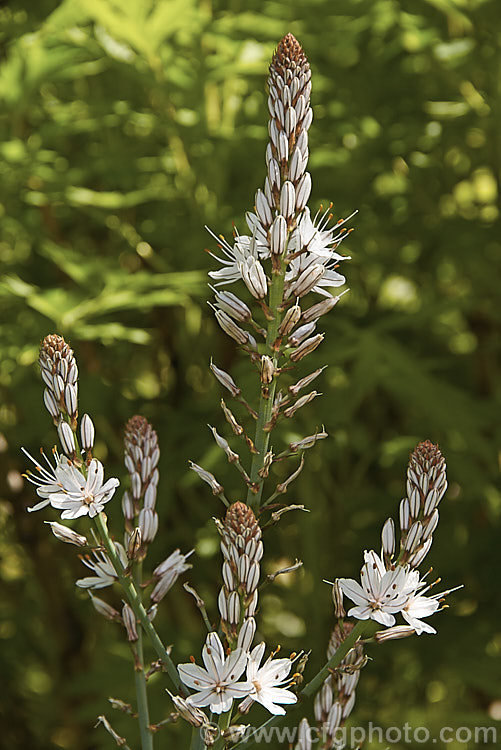 Asphodelus aestivus, a spring- to early summer-flowering perennial native to the Mediterranean region and the Canary Islands. The flower stems can be up to 2m tall asphodelus-2374htm'>Asphodelus.