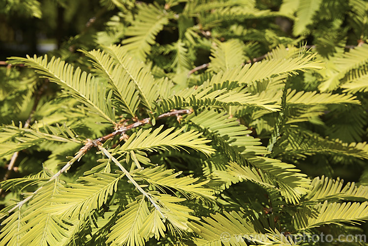 The young foliage of the Dawn. Redwood (<i>Metasequoia glyptostroboides</i>) an ancient tree, capable of growing to over 45m tall It is native to western China and is one of the few deciduous conifers. metasequoia-2125htm'>Metasequoia. Order: Pinales, Family: Cupressaceae