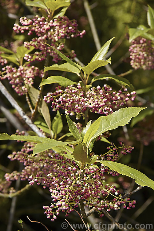 Wineberry or Makomako (<i>Aristotelia serrata</i>), an evergreen, 3-9m tall, spring-flowering tree native to New Zealand. The heads of small cherry red flowers are followed on female trees by dark red to black berries. Order: Oxidales, Family: Elaeocarpaceae