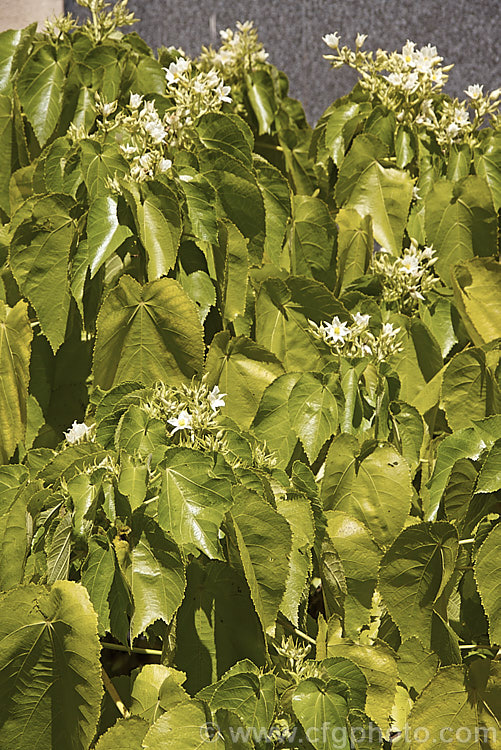 Whau or New Zealand Mulberry (<i>Entelea arborescens</i>), an evergreen shrub or small tree to around 6m tall It occurs naturally in coastal areas from the extreme north of the South Island northwards. The heads of small white flowers shown here appear in spring and early summer and are followed by bristly seedheads. entelea-2952htm'>Entelea.