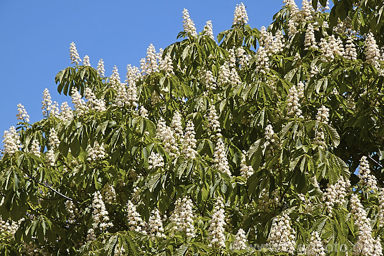 Horse Chestnut (<i>Aesculus hippocastanum</i>) in flower. This 15-25m tall tree occurs naturally in Greece, Albania and Bulgaria. The spring-borne flowers develop into spiky fruiting bodies, each containing two hard nuts. Order Sapindales, Family: Sapindaceae