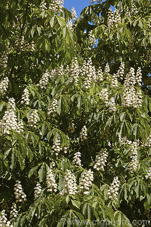 Horse Chestnut (<i>Aesculus hippocastanum</i>) in flower. This 15-25m tall tree occurs naturally in Greece, Albania and Bulgaria. The spring-borne flowers develop into spiky fruiting bodies, each containing two hard nuts. Order Sapindales, Family: Sapindaceae