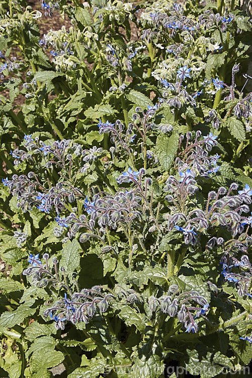 Borage (<i>Borago officinalis</i>), a quick-growing annual herb that is popular with beekeepers as a nectar source, though it is confused with Viper's Bugloss (<i>Echium vulgare</i>). Borage has medicinal uses and the leaves can be used in salads. borago-2604htm'>Borago.