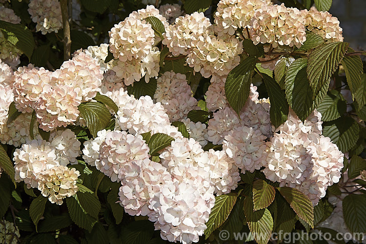 Viburnum plicatum 'Rosacea', a form of a common. Chinese and Japanese spring-flowering deciduous shrub with cream and pink-tinted sterile flowers and bronze new growth. viburnum-2081htm'>Viburnum.. viburnum-2081htm'>Viburnum. <a href='adoxaceae-plant-family-photoshtml'>Adoxaceae</a>.