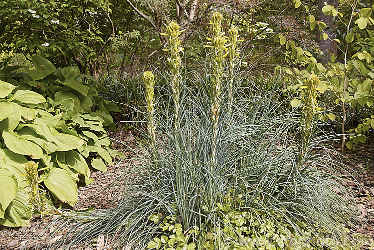 Yellow Asphodel (<i>Asphodeline lutea</i>), a spring to summer-flowering perennial with rather grassy blue-green foliage and flower spikes to 15m tall. It occurs naturally from central Italy to Romania and Turkey. asphodeline-2373htm'>Asphodeline.