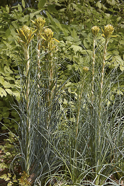 Yellow Asphodel (<i>Asphodeline lutea</i>), a spring to summer-flowering perennial with rather grassy blue-green foliage and flower spikes to 15m tall. It occurs naturally from central Italy to Romania and Turkey. asphodeline-2373htm'>Asphodeline.