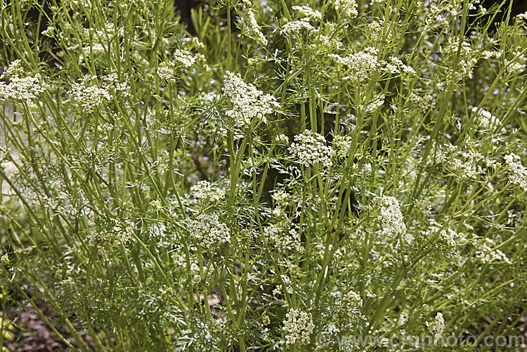 Caraway (<i>Carum carvi</i>), an aromatic Eurasian biennial that is cultivated primarily for its seed, which are widely used as a flavouring. The foliage and roots are also edible and the plant has been made extensive use of in folk medicines. Caraway grows 75-100cm tall and flowers in late spring to early summer. carum-2770htm'>Carum.