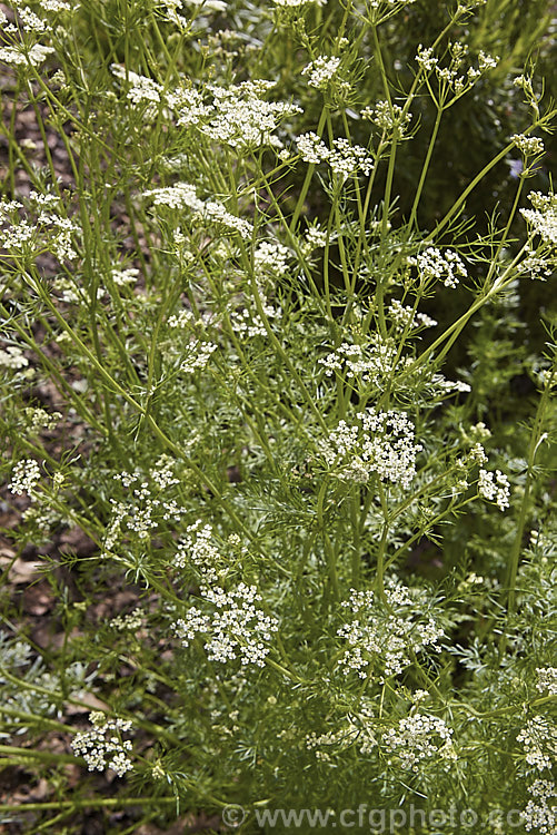 Caraway (<i>Carum carvi</i>), an aromatic Eurasian biennial that is cultivated primarily for its seed, which are widely used as a flavouring. The foliage and roots are also edible and the plant has been made extensive use of in folk medicines. Caraway grows 75-100cm tall and flowers in late spring to early summer. carum-2770htm'>Carum.