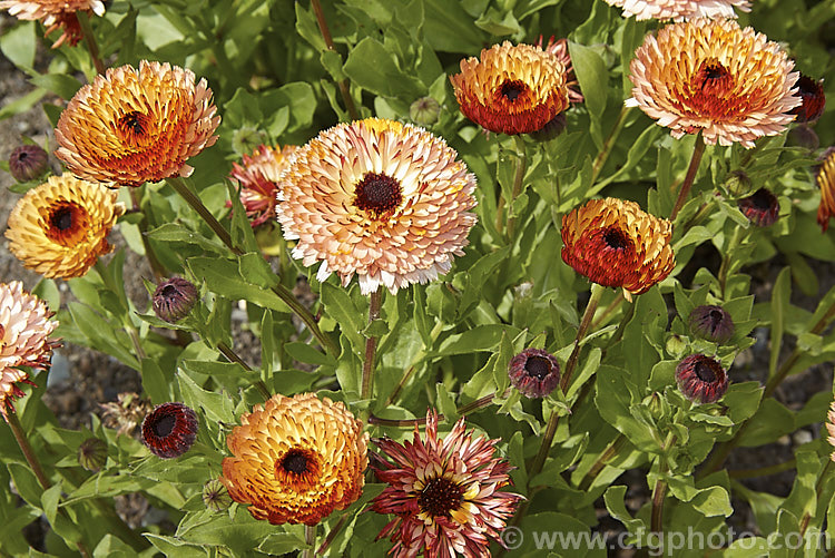 A fancy double form of Pot. Marigold or Scotch Marigold (<i>Calendula officinalis</i>), an annual or short-lived perennial that flowers in winter and early spring. It has extensive herbal and medicinal uses.