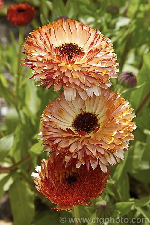 A fancy double form of Pot. Marigold or Scotch Marigold (<i>Calendula officinalis</i>), an annual or short-lived perennial that flowers in winter and early spring. It has extensive herbal and medicinal uses.