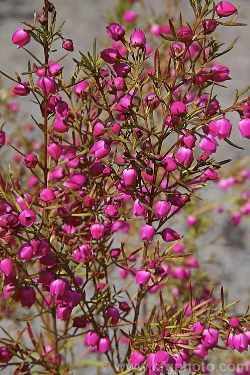 Red Boronia or Kalgan Boronia (<i>Boronia heterophylla</i>), a 12-15m high spring-flowering evergreen shrub found in the far south of Western Australia. The flowers of this species are unscented. Order: Sapindales, Family: Rutaceae