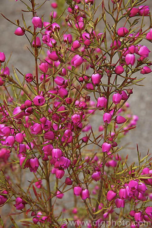 Red Boronia or Kalgan Boronia (<i>Boronia heterophylla</i>), a 12-15m high spring-flowering evergreen shrub found in the far south of Western Australia. The flowers of this species are unscented. Order: Sapindales, Family: Rutaceae