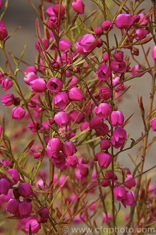 Red Boronia or Kalgan Boronia (<i>Boronia heterophylla</i>), a 12-15m high spring-flowering evergreen shrub found in the far south of Western Australia. The flowers of this species are unscented. Order: Sapindales, Family: Rutaceae