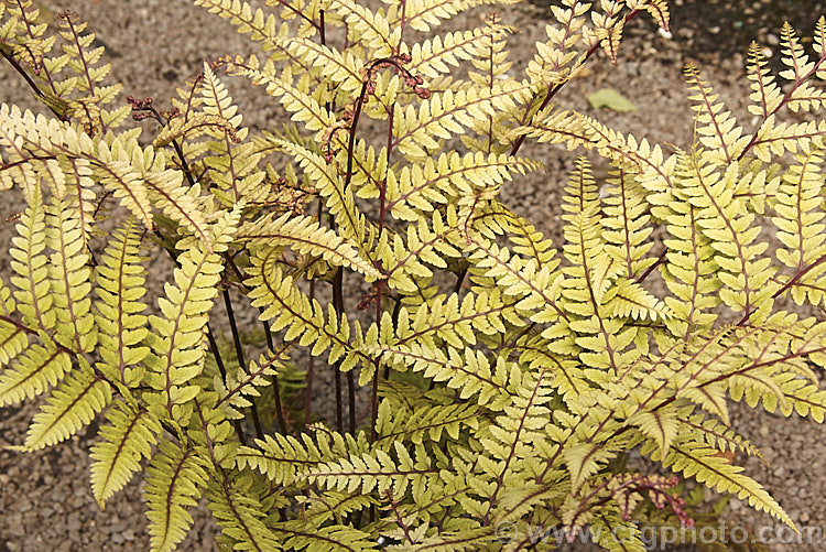 Athyrium otophorum, a temperate. East Asian terrestrial fern, the young growth of which is an unusual yellow green shade on purple-red stems. The long-stemmed fronds are up to 45cm long and by mid summer are a light green shade. athyrium-2387htm'>Athyrium. <a href='athyriaceae-plant-family-photoshtml'>Athyriaceae</a>.