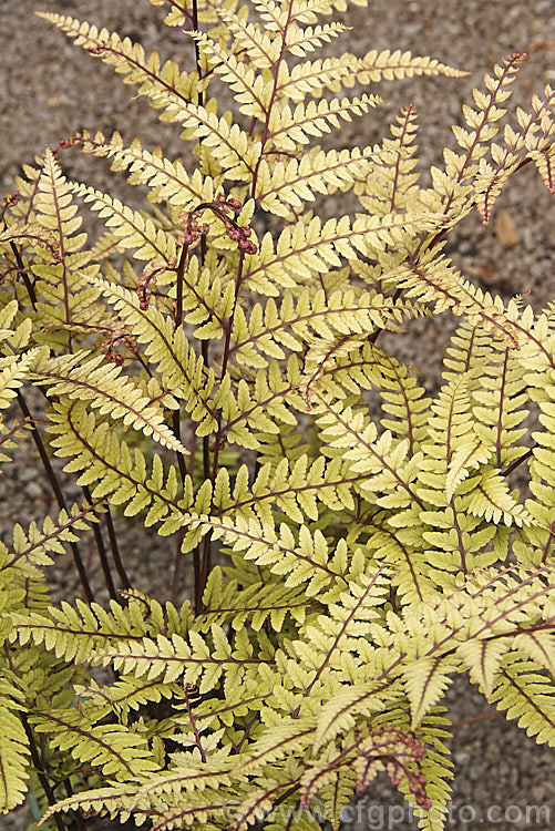 Athyrium otophorum, a temperate. East Asian terrestrial fern, the young growth of which is an unusual yellow green shade on purple-red stems. The long-stemmed fronds are up to 45cm long and by mid summer are a light green shade. athyrium-2387htm'>Athyrium. <a href='athyriaceae-plant-family-photoshtml'>Athyriaceae</a>.