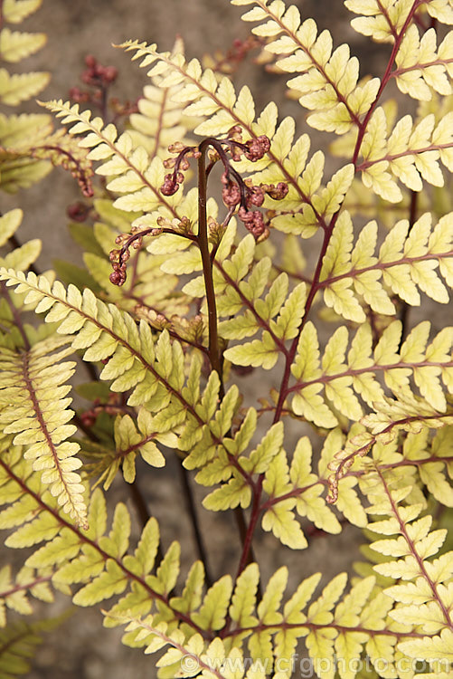 Athyrium otophorum, a temperate. East Asian terrestrial fern, the young growth of which is an unusual yellow green shade on purple-red stems. The long-stemmed fronds are up to 45cm long and by mid summer are a light green shade. athyrium-2387htm'>Athyrium. <a href='athyriaceae-plant-family-photoshtml'>Athyriaceae</a>.