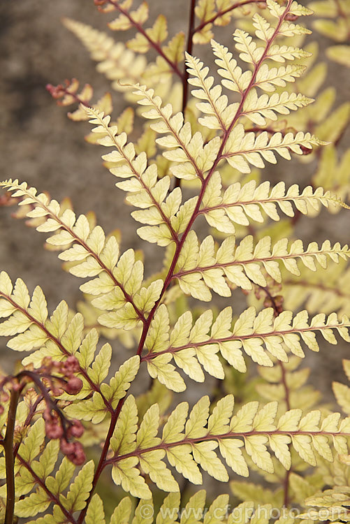 Athyrium otophorum, a temperate. East Asian terrestrial fern, the young growth of which is an unusual yellow green shade on purple-red stems. The long-stemmed fronds are up to 45cm long and by mid summer are a light green shade. athyrium-2387htm'>Athyrium. <a href='athyriaceae-plant-family-photoshtml'>Athyriaceae</a>.