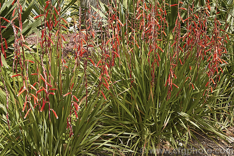 Watsonia aletroides, a late winter- to spring-flowering cormous perennial native to the southwest and western Cape regions of South Africa. Many of these flowers show evidence of having been visited by bumble bees, which unable to reach down into the flowers to the nectar, have instead cut holes at the base of the flowers. watsonia-2394htm'>Watsonia.