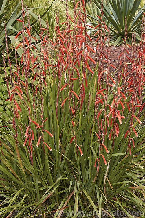 Watsonia aletroides, a late winter- to spring-flowering cormous perennial native to the southwest and western Cape regions of South Africa. Many of these flowers show evidence of having been visited by bumble bees, which unable to reach down into the flowers to the nectar, have instead cut holes at the base of the flowers. watsonia-2394htm'>Watsonia.
