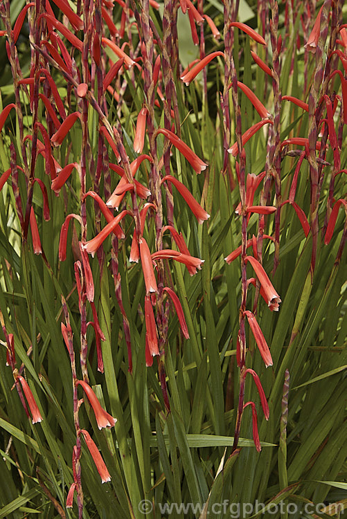 Watsonia aletroides, a late winter- to spring-flowering cormous perennial native to the southwest and western Cape regions of South Africa. Many of these flowers show evidence of having been visited by bumble bees, which unable to reach down into the flowers to the nectar, have instead cut holes at the base of the flowers. watsonia-2394htm'>Watsonia.