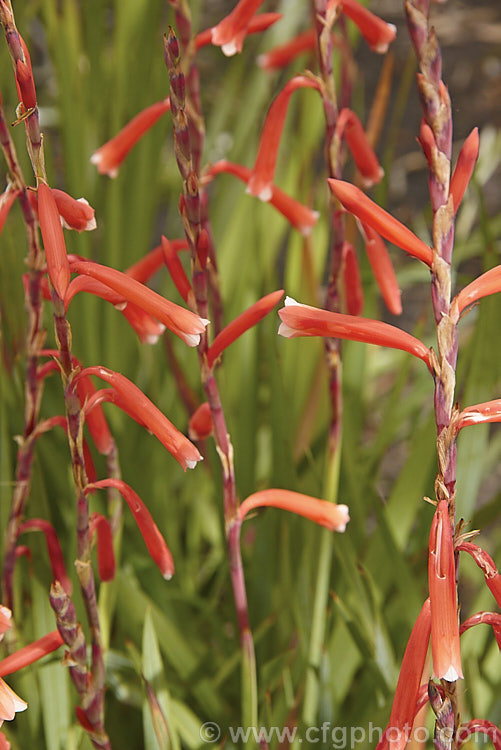 Watsonia aletroides, a late winter- to spring-flowering cormous perennial native to the southwest and western Cape regions of South Africa. Many of these flowers show evidence of having been visited by bumble bees, which unable to reach down into the flowers to the nectar, have instead cut holes at the base of the flowers. watsonia-2394htm'>Watsonia.