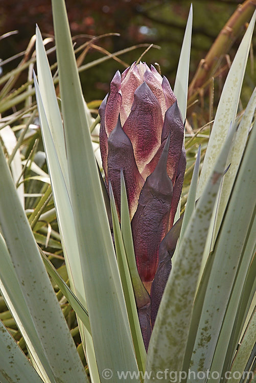 The developing flowerhead of Yucca schottii. Found in New Mexico and southern Arizona, this yucca has blue-green foliage and its trunk can be up to 5m tall It has a 75cm inflorescence of 5cm wide white flowers that open in autumn.