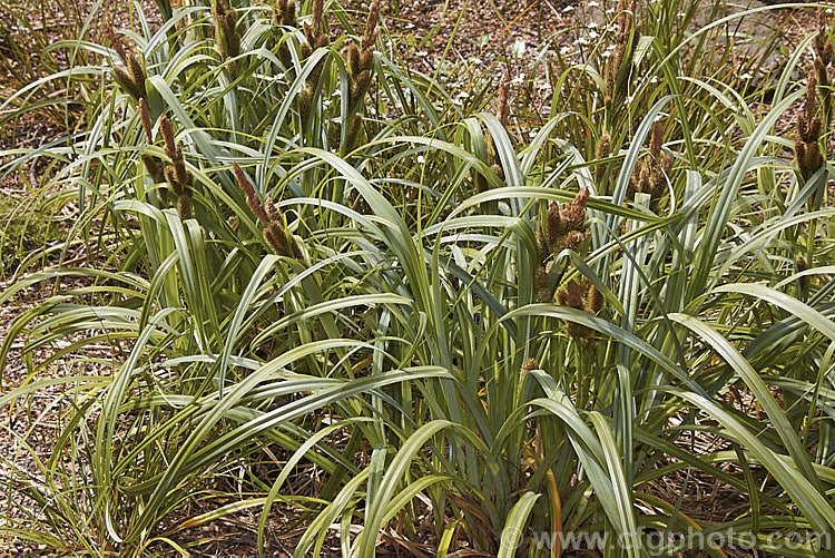 Tataki (<i>Carex trifida</i>), a sedge found in New Zealand from the Marlborough. Sounds through the South Island and down to the Subantarctic Auckland, Campbell and Macquarie Islands. It is also found in the Falkland Islands, Tierra del Fuego and nearby parts of mainland Chile. It is easily distinguished by its broad blue-green leaves and large bristly flowerheads held above the foliage on sturdy stems. Order: Poales, Family: Cyperaceae