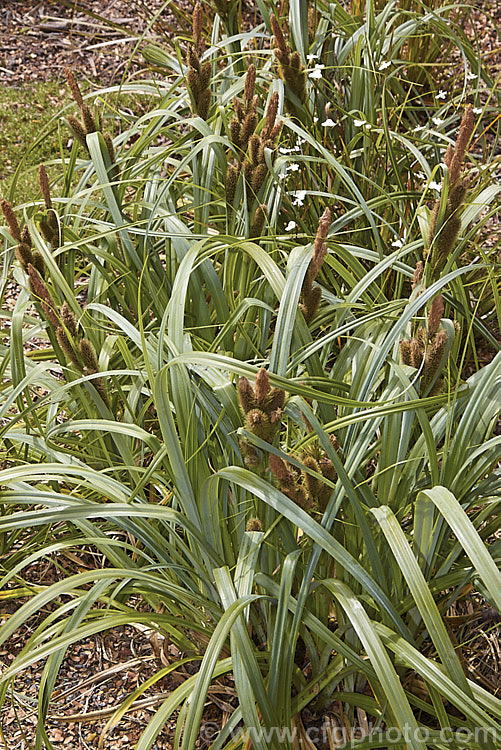 Tataki (<i>Carex trifida</i>), a sedge found in New Zealand from the Marlborough. Sounds through the South Island and down to the Subantarctic Auckland, Campbell and Macquarie Islands. It is also found in the Falkland Islands, Tierra del Fuego and nearby parts of mainland Chile. It is easily distinguished by its broad blue-green leaves and large bristly flowerheads held above the foliage on sturdy stems. Order: Poales, Family: Cyperaceaee