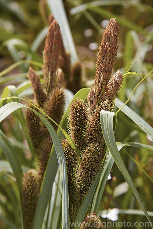 Tataki (<i>Carex trifida</i>), a sedge found in New Zealand from the Marlborough. Sounds through the South Island and down to the Subantarctic Auckland, Campbell and Macquarie Islands. It is also found in the Falkland Islands, Tierra del Fuego and nearby parts of mainland Chile. It is easily distinguished by its broad blue-green leaves and large bristly flowerheads held above the foliage on sturdy stems. Order: Poales, Family: Cyperaceae