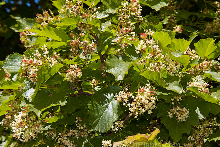 The spring foliage and flowers of the Tatarian Maple (<i>Acer tataricum</i>), a tree found over much of the temperate area of the northern hemisphere except western Europe. Order Sapindales, Family: Sapindaceae