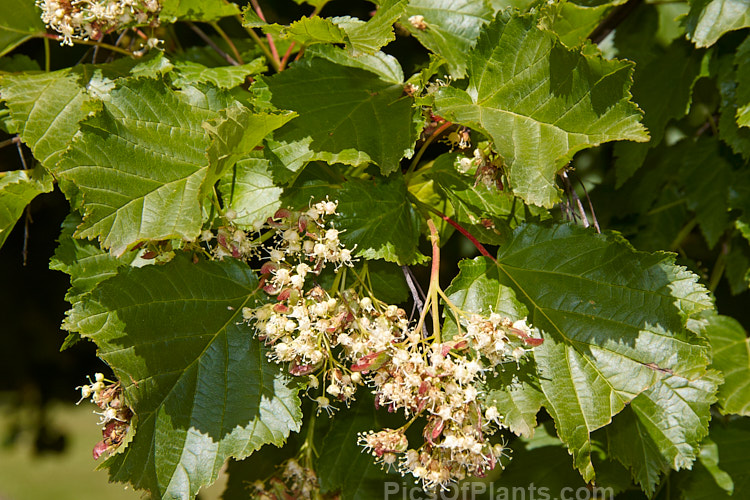 The spring foliage and flowers of the Tatarian Maple (<i>Acer tataricum</i>), a tree found over much of the temperate area of the northern hemisphere except western Europe. Order Sapindales, Family: Sapindaceae