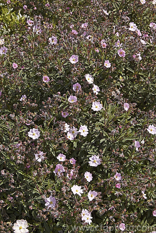 Cistus x skanbergii, a natural hybrid between Cistus monspeliensis and Cistus parviflorus that occur where the natural ranges of the species overlap on the western Italian island of Lampedusa and in Greece. It is an evergreen shrub around 60-10cm high with a spread of up to 15m. It is very similar to Cistus parviflorus but is slightly smaller and its leaves are longer, narrower and more green than sage grey-green. cistus-2182htm'>Cistus. <a href='cistaceae-plant-family-photoshtml'>Cistaceae</a>.