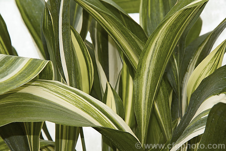Aspidistra elatior 'Variegata', a cream-variegated cultivar of the Cast. Iron Plant or Bar. Room Plant, an evergreen perennial found from the Himalayas to southern Japan. The aspidistra was a very popular indoor plant in the days when houses were largely unheated, due to its ability to survive in draughty, poorly lit locations. aspidistra-2375htm'>Aspidistra.