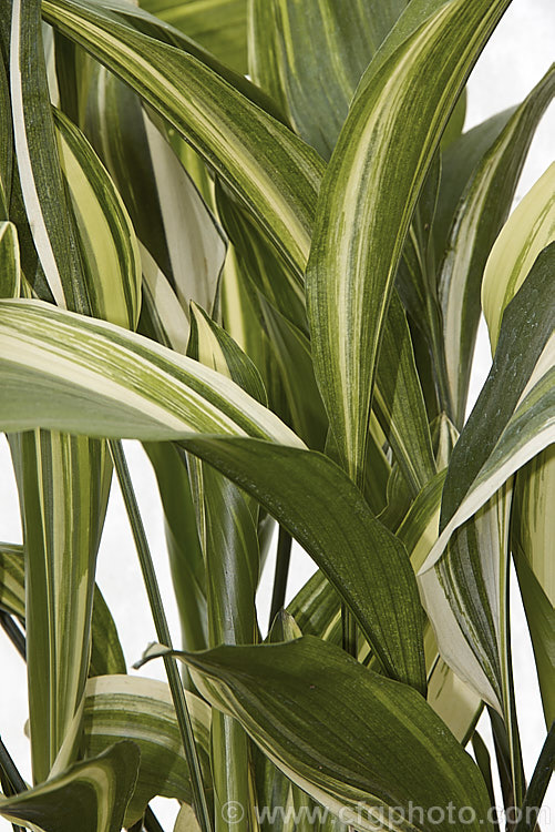 Aspidistra elatior 'Variegata', a cream-variegated cultivar of the Cast. Iron Plant or Bar. Room Plant, an evergreen perennial found from the Himalayas to southern Japan. The aspidistra was a very popular indoor plant in the days when houses were largely unheated, due to its ability to survive in draughty, poorly lit locations. aspidistra-2375htm'>Aspidistra.