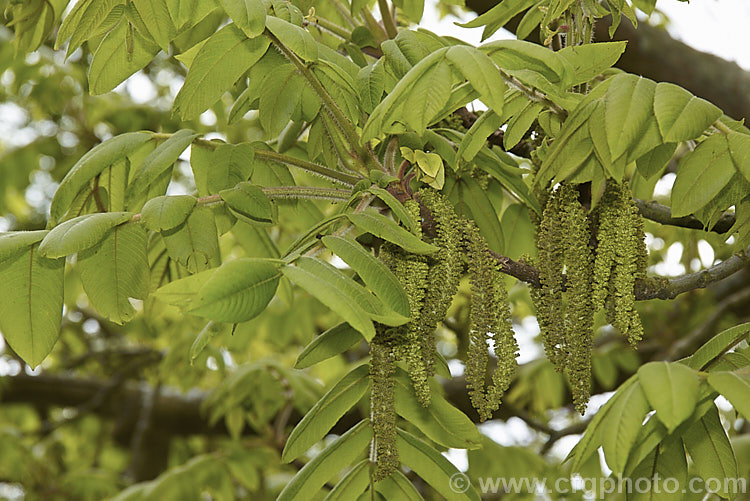 The young foliage and flower of the Japanese Walnut or Heartnut (<i>Juglans ailantifolia [often spelt ailanthifolia]), a 15m tall deciduous tree native to Japan and SakhalinIsland The foliage is pinnate and usually around 50cm long. The nuts are edible and the wood, while not of the very high quality of some walnuts, is used to make furniture. juglans-2454htm'>Juglans. <a href='juglandaceae-plant-family-photoshtml'>Juglandaceae</a>.