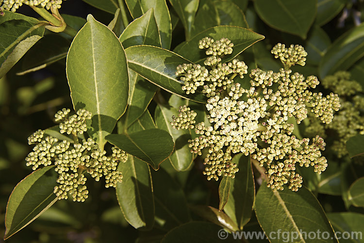 Witherod (<i>Viburnum cassinoides</i>), a deciduous, 25m tall, eastern North American shrub. Its matte green leaves are bronze when young and when open its tiny cream flowers are often difficult to distinguish form the buds in its flat flowerheads. Pink fruits that mature to blue-black follow. viburnum-2081htm'>Viburnum.. viburnum-2081htm'>Viburnum. <a href='adoxaceae-plant-family-photoshtml'>Adoxaceae</a>.