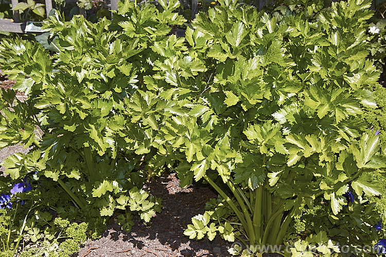 Celery (<i>Apium graveolens var. dulce</i>), a Eurasian biennial or perennial cultivated as an annual and grown for its thickened, edible and pungently flavoured leaf stems. apium-2347htm'>Apium.