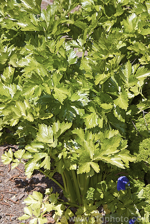 Celery (<i>Apium graveolens var. dulce</i>), a Eurasian biennial or perennial cultivated as an annual and grown for its thickened, edible and pungently flavoured leaf stems. apium-2347htm'>Apium.