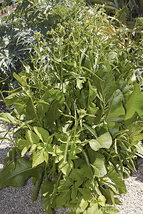 Horseradish or Red Cole (<i>Armoracia rusticana</i>), a Eurasian perennial herb with strong-growing roots that are used to make a pungent sauce. armoracia-2363htm'>Armoracia. .